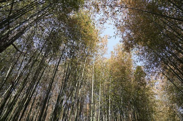 沂南竹泉村旅游景区简介（沂南竹泉村旅游景区有什么好玩的）