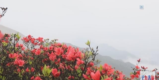 梵净山门票预订(游贵州好玩又划算旅游大礼包)