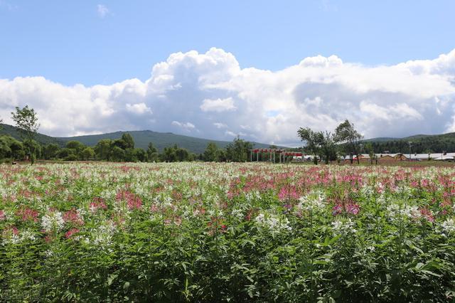 伊春最值得去的景点（中国避暑胜地天然氧吧伊春）