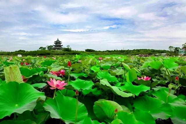 上海海湾国家森林公园门票（上海藏在公园里森林秘境）