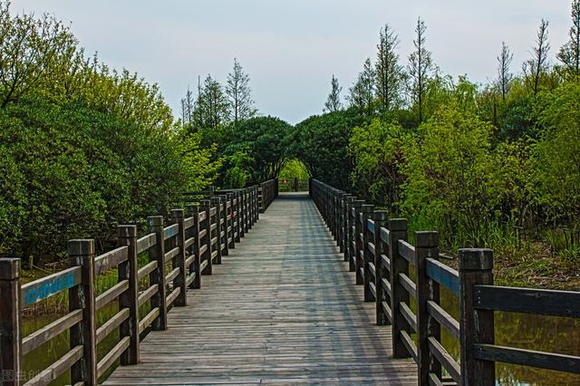 上海海湾国家森林公园门票（上海藏在公园里森林秘境）