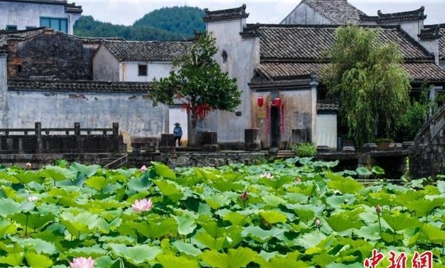 安徽黄山旅游景点图片(黄山夏荷舞古村)