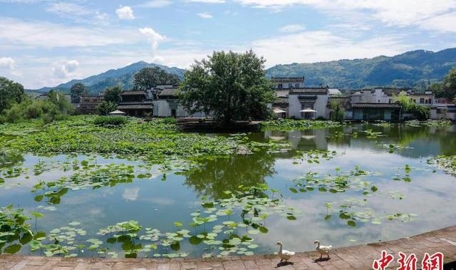 安徽黄山旅游景点图片(黄山夏荷舞古村)