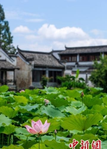 安徽黄山旅游景点图片(黄山夏荷舞古村)