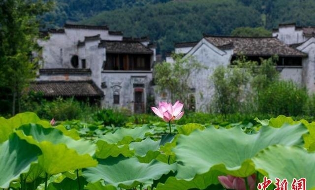 安徽黄山旅游景点图片(黄山夏荷舞古村)