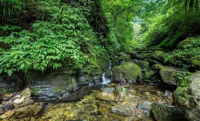 现在的峨眉山景色如何（最火的峨眉山夏日玩法）