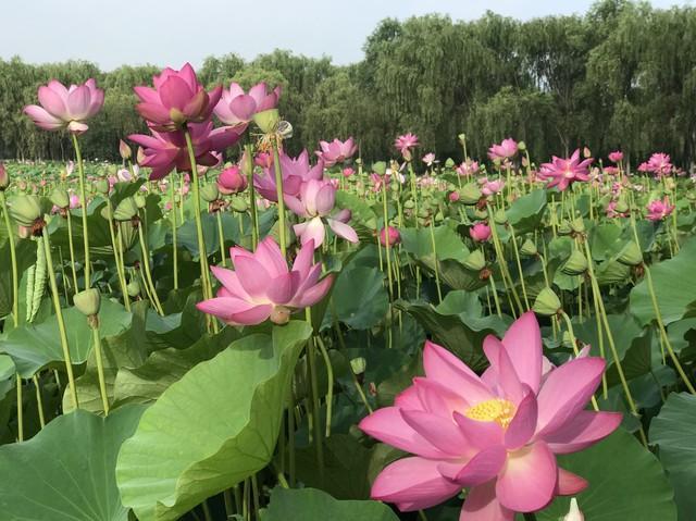 北京免费旅游的地方（北京26个免费风景优美的景区）