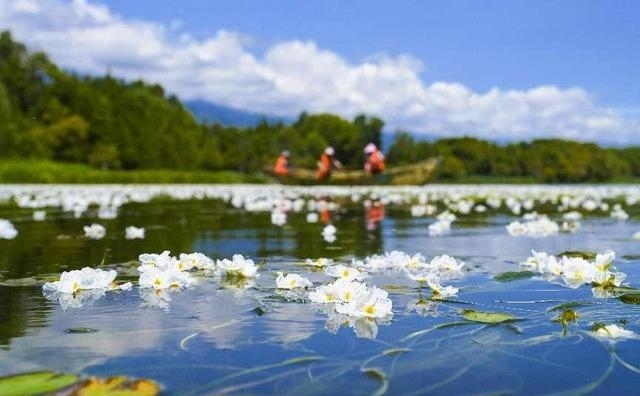 大理洱海图片（云南大理洱海海菜花开）