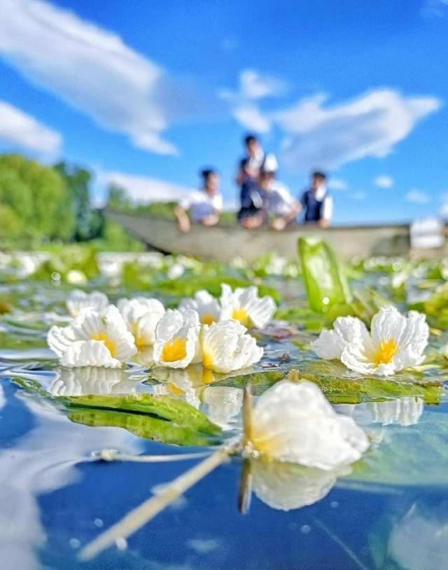 大理洱海图片（云南大理洱海海菜花开）