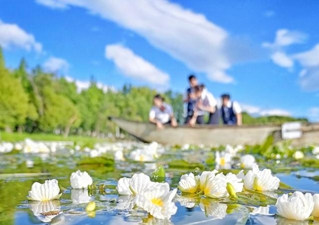 大理洱海图片（云南大理洱海海菜花开）