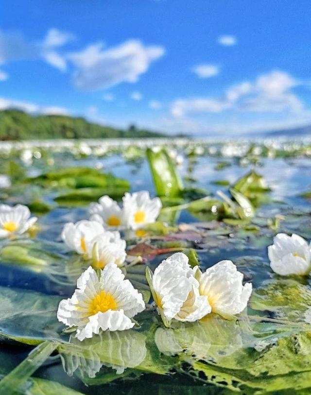 大理洱海图片（云南大理洱海海菜花开）