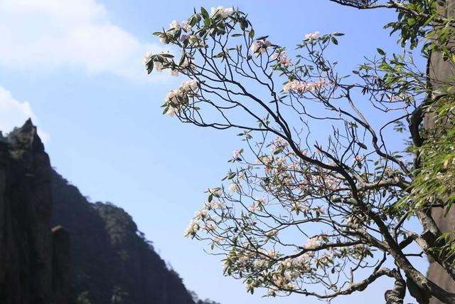 三清山什么季节去最好（江西三清山最佳旅游时间）