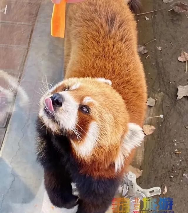 北京野生动物园票价（暑假畅游动物园开启欢乐模式）