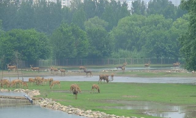 北京野生动物园票价（暑假畅游动物园开启欢乐模式）