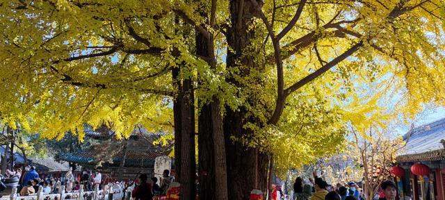 潭柘寺门票多少钱（先有潭柘寺，后有北京城）