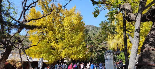 潭柘寺门票多少钱（先有潭柘寺，后有北京城）