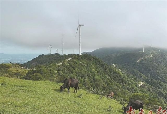 高州旅游景点推荐（高州有趣处旅游好去处）