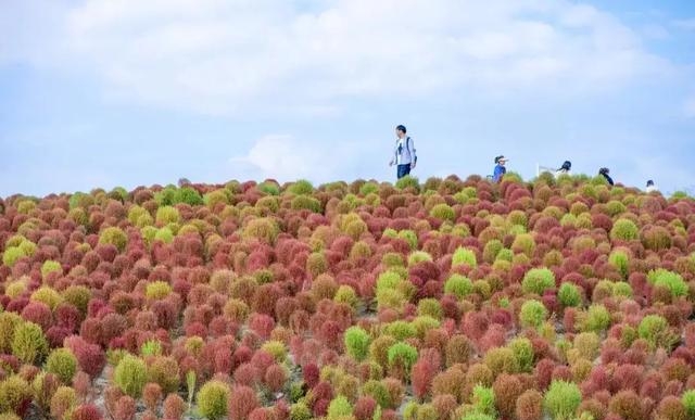 上海炮台湾湿地公园怎么样（上海哪里的秋色最美丽）