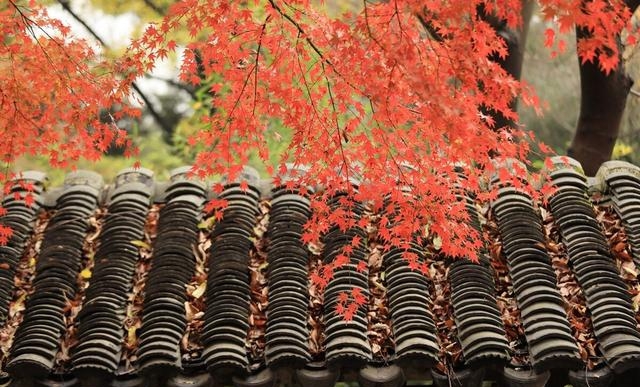 苏州旅游景点大全攻略(这个秋天一定要去一趟苏州)