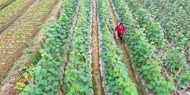 磷酸二氢钾可以灌根吗(磷酸二氢钾灌根好还是喷叶好)