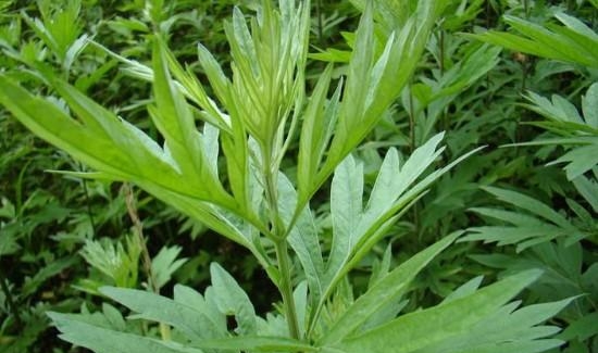 野艾蒿和艾草怎样分别(艾蒿和艾草的区别)