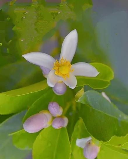 柠檬成熟季节是几月份(养了三年的柠檬结果了)