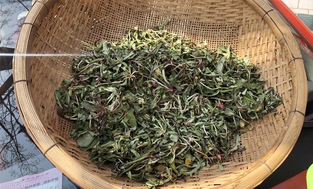 蒲公英茶的制作方法(做蒲公英茶记住1晒1蒸1炒)