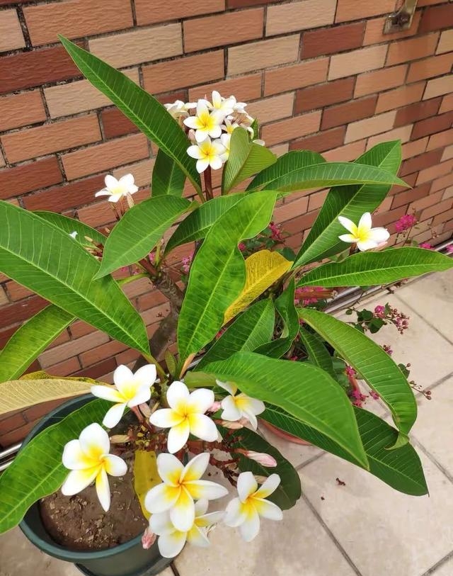 文殊兰开花有什么兆头(6种佛教圣花个个都是吉祥花)