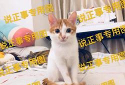 三个月的猫咪怎么喂养(怎么养好两三个月大的小奶猫)