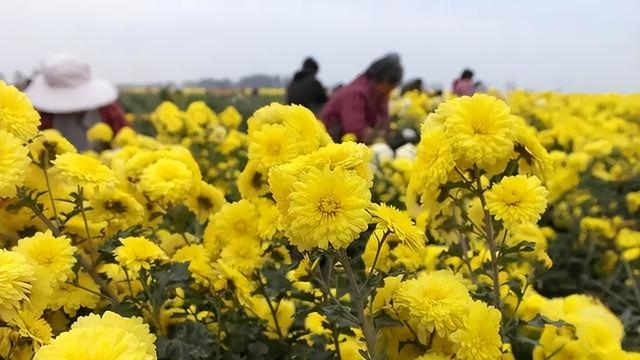 菊花哪种好效果最好(入秋后菊花茶喝哪种好)