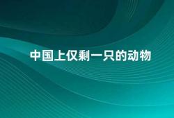 中国上仅剩一只的动物（中国白海豚珍稀物种的保护责任）